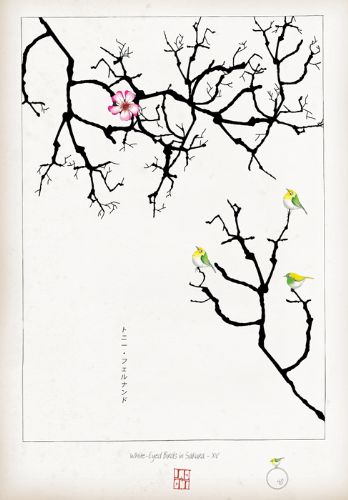 XV - White Eyed Birds in Sakura by Tony Fernandes